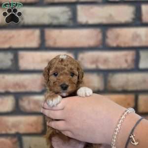 Barkley, Miniature Poodle Puppy