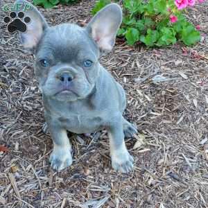 Paxton, French Bulldog Puppy