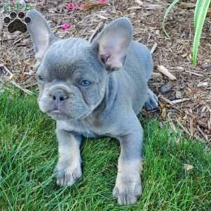Paxton, French Bulldog Puppy
