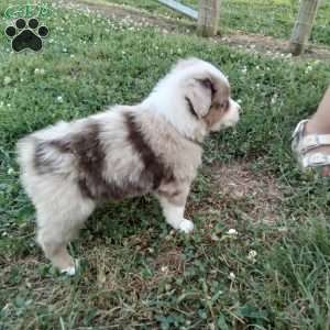 Rico, Miniature Australian Shepherd Puppy