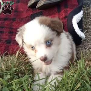 Kia, Miniature Australian Shepherd Puppy
