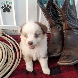 Kia, Miniature Australian Shepherd Puppy
