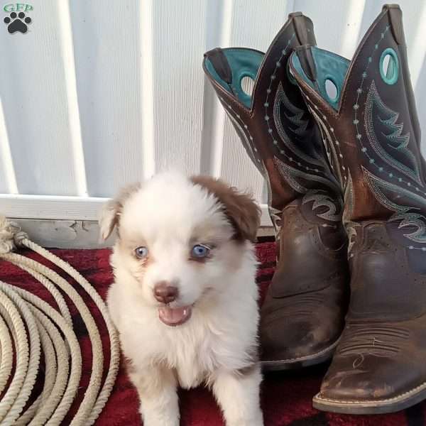 Kia, Miniature Australian Shepherd Puppy