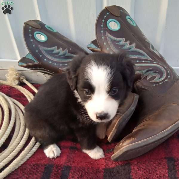 Ronnie, Miniature Australian Shepherd Puppy