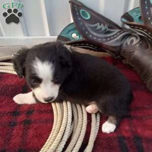 Ronnie, Miniature Australian Shepherd Puppy