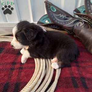 Ronnie, Miniature Australian Shepherd Puppy
