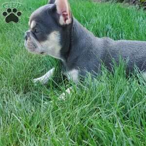 Pearl, French Bulldog Puppy