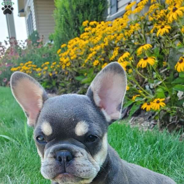 Pearl, French Bulldog Puppy