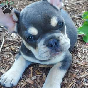 Pearl, French Bulldog Puppy