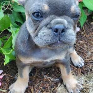 Peggy, French Bulldog Puppy