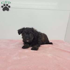 Jennifer, Jack-a-poo Puppy