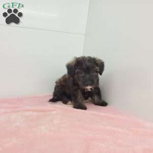 Jill, Jack-a-poo Puppy