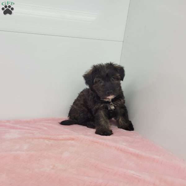 Jill, Jack-a-poo Puppy