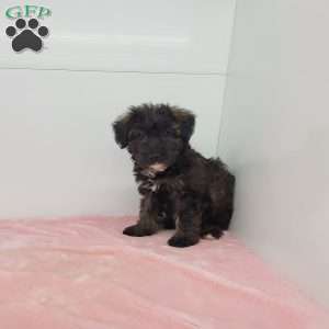 Jill, Jack-a-poo Puppy