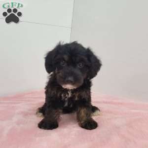 Jalinda, Jack-a-poo Puppy