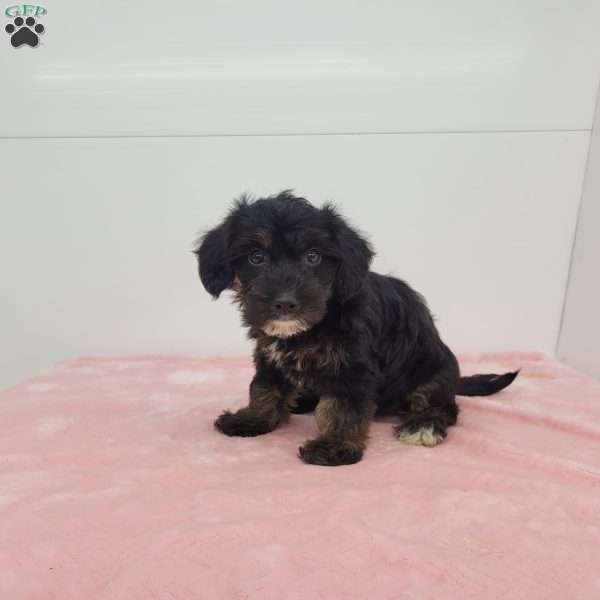 Jalinda, Jack-a-poo Puppy