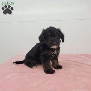 Jalinda, Jack-a-poo Puppy