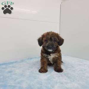 Janson, Jack-a-poo Puppy