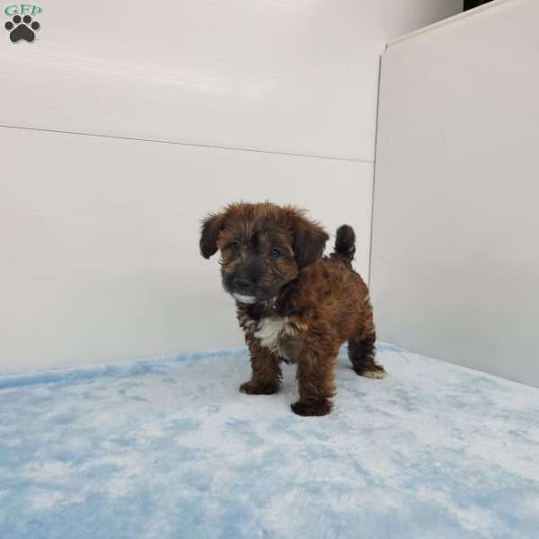 Janson, Jack-a-poo Puppy