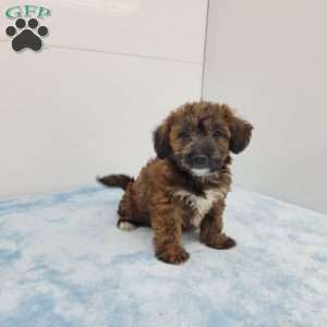 Janson, Jack-a-poo Puppy