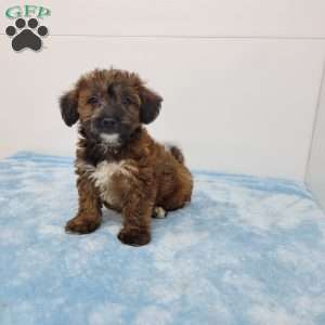 Janson, Jack-a-poo Puppy
