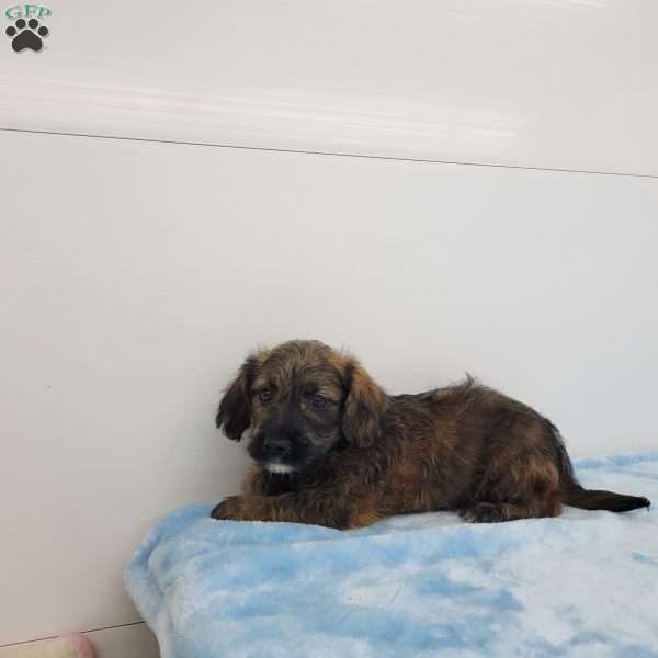 Jack, Jack-a-poo Puppy