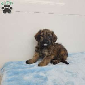 Jack, Jack-a-poo Puppy