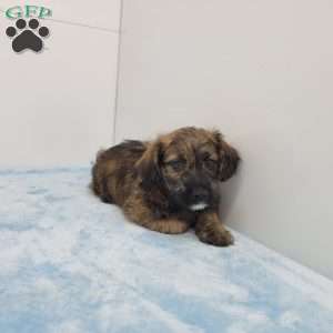 Jack, Jack-a-poo Puppy