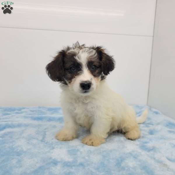 Jeremy, Jack-a-poo Puppy