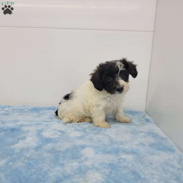 Jacob, Jack-a-poo Puppy