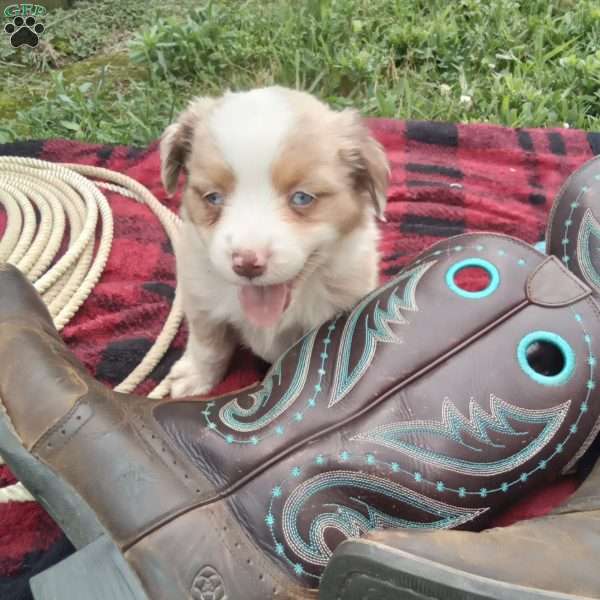 Rico, Miniature Australian Shepherd Puppy