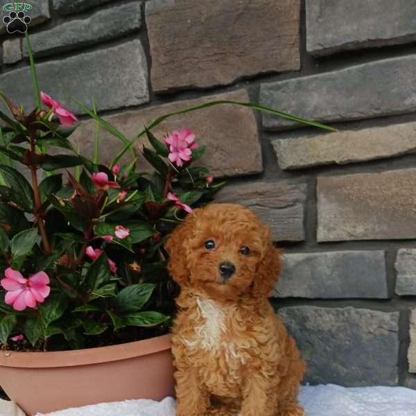 Avery, Miniature Poodle Puppy