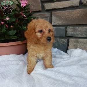 Ashley, Miniature Poodle Puppy