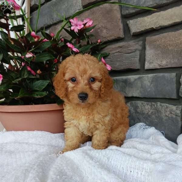 Ashley, Miniature Poodle Puppy