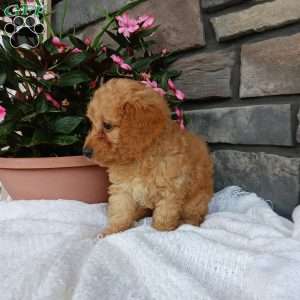 Ashley, Miniature Poodle Puppy
