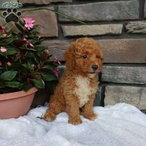 Ashton, Miniature Poodle Puppy