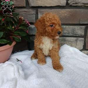 Ashton, Miniature Poodle Puppy