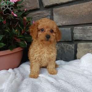 Ava, Miniature Poodle Puppy