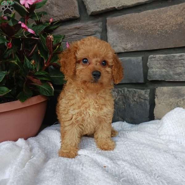 Ava, Miniature Poodle Puppy