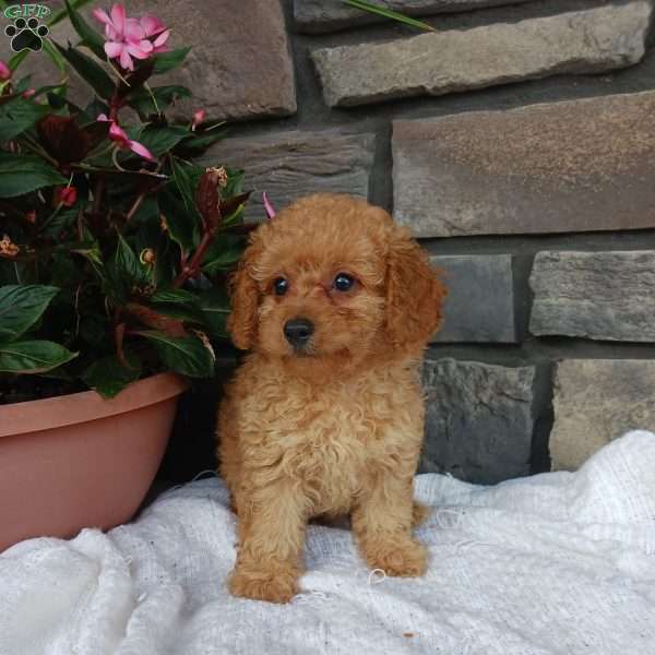 Ava, Miniature Poodle Puppy