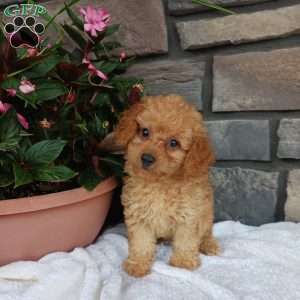 Ava, Miniature Poodle Puppy