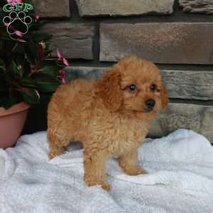 Ava, Miniature Poodle Puppy