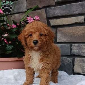 Ashton, Miniature Poodle Puppy