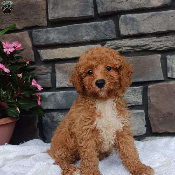 Ashton, Miniature Poodle Puppy