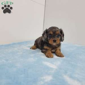 Chris, Cavapoo Puppy
