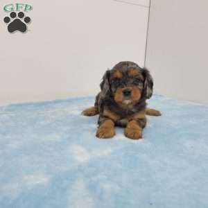 Chris, Cavapoo Puppy