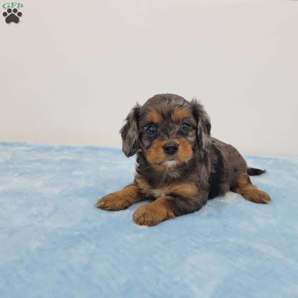 Chris, Cavapoo Puppy