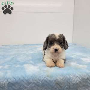 Conrad, Cavapoo Puppy