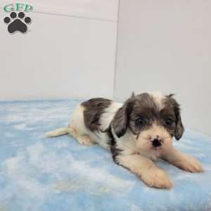 Conrad, Cavapoo Puppy
