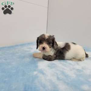 Conrad, Cavapoo Puppy